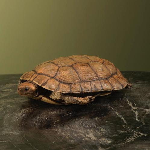 Schildpad Antiek Taxidermie Opgezette Dieren By Max, Verzamelen, Dierenverzamelingen, Opgezet dier, Nieuw, Reptiel of Amfibie