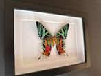 Papillon Support de corps entier pour taxidermie - Urania