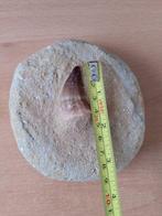 Zeereptiel - Fossiele tand - Mosasaurus sp. - 4 cm (Zonder, Verzamelen, Mineralen en Fossielen