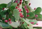 Stefania Ormas - Opuntia ficus indaca