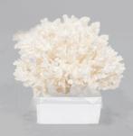 Verzamelobject: kleine astkoralle Taxidermie wandmontage -