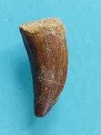 Dinosaurus - Fossiele tanden - Abelisauridae - 35 mm - 15 mm