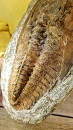 Trilobite - Animal fossilisé - Fossil Cambropallas sp. on