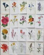 Hibberd, Shirley, 1825-1890; Hulme, F. Edward (Frederick