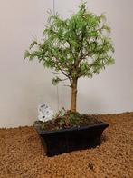 Bonsaï Mélèze (Larix) - Hauteur (arbre) : 36 cm - Profondeur