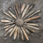 Zee-egel - Fossiele matrix - Asterocidaris Bistriata - 19 cm