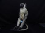 Montée intégrale de singe vervet Os - Chlorocebus, Collections, Collections Animaux