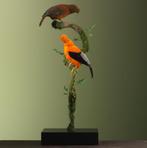 Rode Rotshaan Koppel Taxidermie Opgezette Dieren By Max, Ophalen of Verzenden, Nieuw, Vogel, Opgezet dier