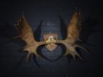 Canadian Elk/Moose Schedel - Alces alces - 60 cm - 90 cm -, Nieuw
