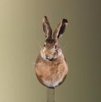 Haas Taxidermie Opgezette Dieren By Max, Verzamelen, Dierenverzamelingen, Ophalen of Verzenden, Nieuw, Wild dier, Opgezet dier