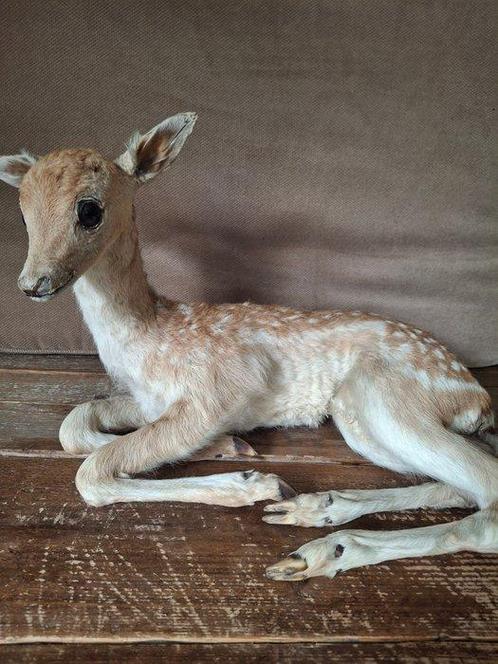 Damhert Taxidermie volledige montage - Schattig Damhertje -, Verzamelen, Dierenverzamelingen