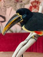 Chestnut eared aracari Taxidermie volledige montage -, Nieuw