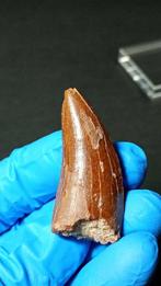 Dinosaurus - Fossiele tanden - Deltadromeus Agilis - 4.9 cm