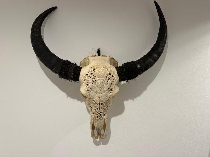 Buffel Schedel van een zoogdier - Onbekend - 62 cm - 82 cm -, Antiek en Kunst, Curiosa en Brocante