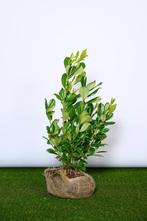 Laurier - Prunus Laurocerasus Rotundifolia - 60 t/m 200cm, Tuin en Terras, Ophalen of Verzenden