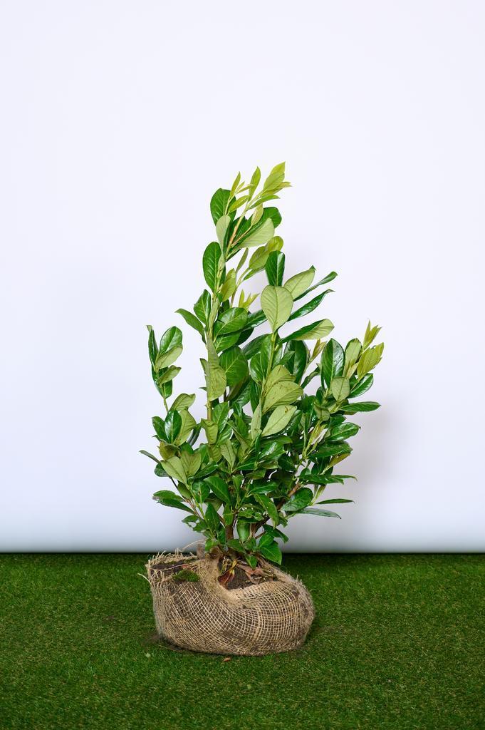 Laurier - Prunus Laurocerasus Rotundifolia - 60 t/m 200cm, Tuin en Terras, Planten | Struiken en Hagen, Ophalen of Verzenden
