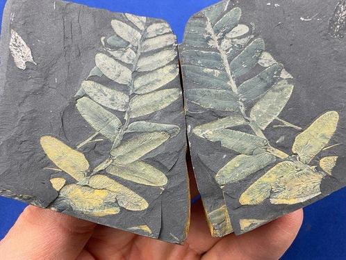 Superbe duo de fossiles végétaux colorés - Plante fossilisée, Verzamelen, Mineralen en Fossielen