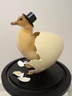 Eenden kuiken Taxidermie volledige montage - Eenden kuiken -, Nieuw