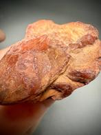 Fossil Spider Crab uit Texas, VS - Fossiel rugschild -