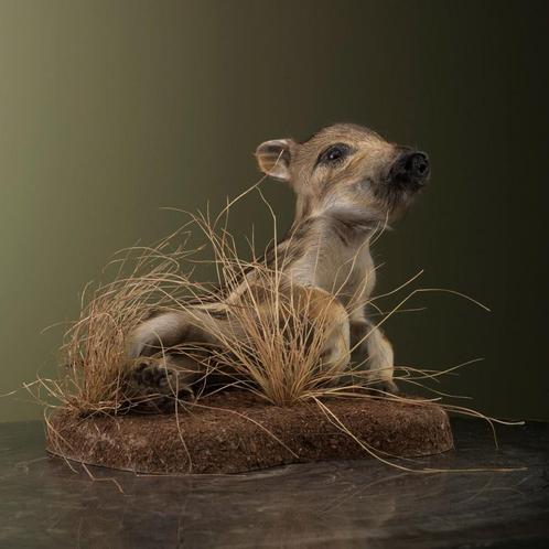 Frisling - Wild Zwijn Taxidermie Opgezette Dieren By Max, Verzamelen, Dierenverzamelingen, Opgezet dier, Nieuw, Wild dier, Ophalen of Verzenden