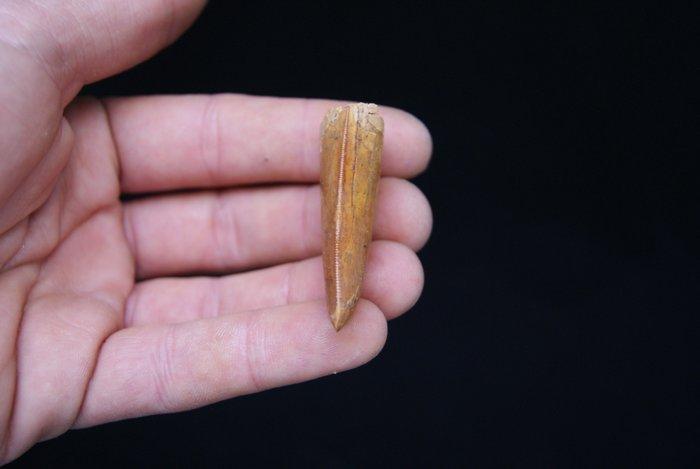 Dinosaurus - Fossiele tand - Carcharodontosaurus saharicus -, Verzamelen, Mineralen en Fossielen