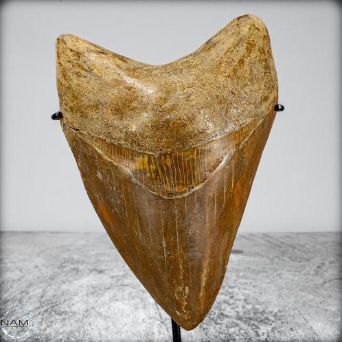 Extreem zeldzame natuurlijke grote Megalodon-tand op Stand, Verzamelen, Mineralen en Fossielen