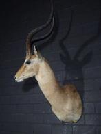 Impala Support mural pour taxidermie - Aepyceros melampus -, Verzamelen, Dierenverzamelingen, Nieuw