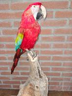 Groenvleugel ara Taxidermie volledige montage - EU ONLY -