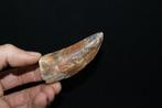 T-Rex Afrikaanse enorme slasher - Fossiele tand -