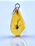 Barnsteen - Museum-Grade Baltic Amber MOSQUITO - Fossil