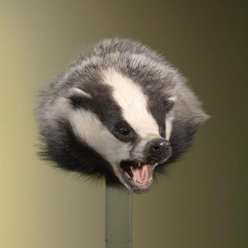 Das Taxidermie Opgezette Dieren By Max, Verzamelen, Dierenverzamelingen, Opgezet dier, Nieuw, Wild dier, Ophalen of Verzenden