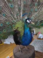 Paon Support de corps entier pour taxidermie - Pavo, Nieuw