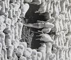 Michael Joseph - Nude in sheep, black and white and