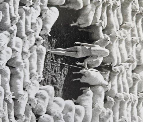 Michael Joseph - Nude in sheep, black and white and, Antiek en Kunst, Kunst | Schilderijen | Modern