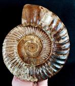 Ammoniet - Gefossiliseerd dier - Kranosphinctes rabei