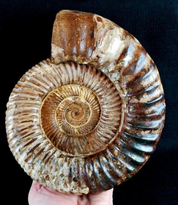 Ammoniet - Gefossiliseerd dier - Kranosphinctes rabei, Verzamelen, Mineralen en Fossielen