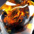 Mexicaanse Amber - Chiapas - Neogeen, Mioceen (23,03 - 5,33