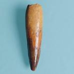 Dinosaurus - Fossiele tand - Spinosaurus aegyptiacus - 92 mm