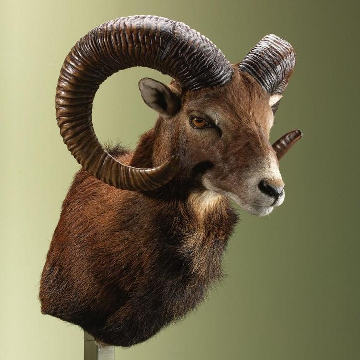 Moeflon Taxidermie Opgezette Dieren By Max, Verzamelen, Dierenverzamelingen, Opgezet dier, Nieuw, Wild dier, Ophalen of Verzenden