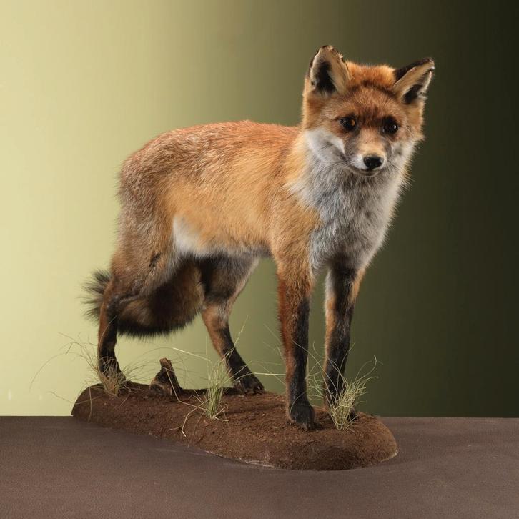 Vos Taxidermie Opgezette Dieren By Max, Collections, Collections Animaux, Enlèvement ou Envoi