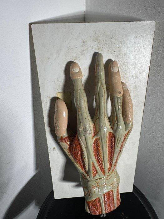 Anatomisch model - Hars, Plastic - 1970-1980 - MANO, Antiek en Kunst, Antiek | Wandborden en Tegels