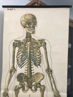 Skelet - Carte scolaire - Lin, Bois, Papier