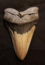Megalodon - Fossiele tand - original USA MEGALODON TOOTH -