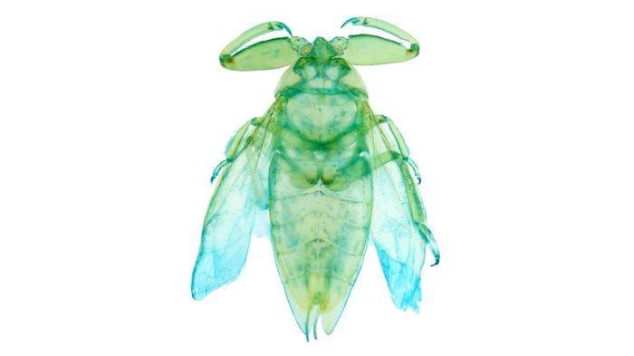 Lethocerus Pantser - Lethocerus indicus - 12.5 cm - 4.5 cm -, Antiek en Kunst, Curiosa en Brocante