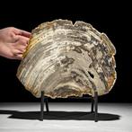 Magnifique tranche de bois pétrifié sur un support, Antiek en Kunst