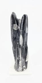 Orthoceras Sculptuur 1,6kg (zie filmpje), Ophalen of Verzenden