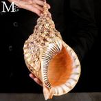 Charonia Tritonis – Grote Triton uit Madagaskar - Giant