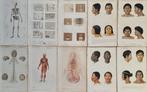 Charles Dessalines DOrbigny - Lot. of 10 plates -
