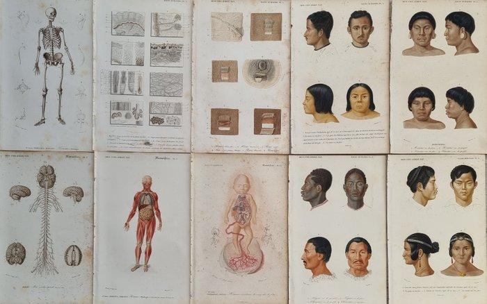 Charles Dessalines DOrbigny - Lot. of 10 plates -, Antiquités & Art, Antiquités | Livres & Manuscrits