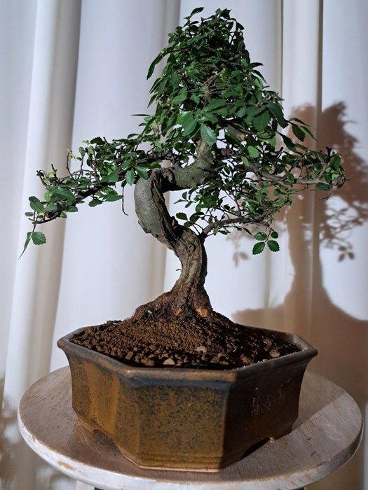 Chinese iep bonsai (Ulmus parviflora) - Hoogte (boom): 25 cm, Antiek en Kunst, Curiosa en Brocante